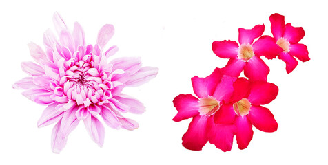 Wall Mural - Desert rose and Chrysanthemums flowers blooming isolated on white background with clipping path and make selection. Beauty in nature, Tropical plant, pink flora, Adenium and Bouquet of flora.