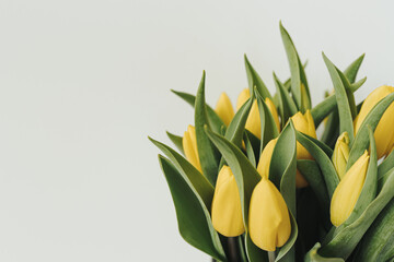 Delicate yellow tulip flowers bouquet on white background. Minimalist bohemian floral composition