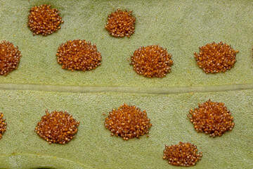 Wall Mural - Macro photo of fern spores on leaf.