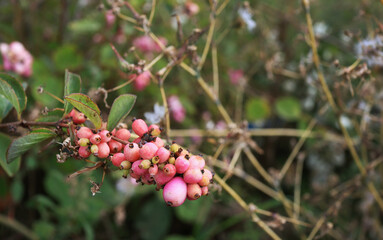 Wall Mural - Pink wild berries