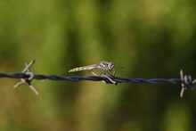 Closeup Shot Of A Dragonfly Sitting On The Barbed Wire