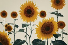 Cheerful Yellow Sunflower With Black Red Middle On White Background