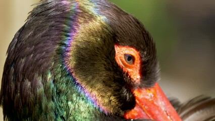 Wall Mural - Closeup view of a European black stork on the blurry background