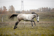 A beautiful gray horse of the Quarter Horse breed will say over a green field