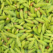 Spruce tips foraged food background nature pattern