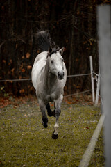 Wall Mural - A beautiful gray horse of the Quarter Horse breed will say over a green field