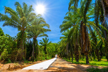 Dusty Road Through Palms Plantation And Jungle, Than Bok Khorani