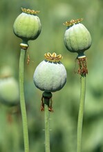 Opium Poppy, Papaver Somniferum, Three Green Poppies