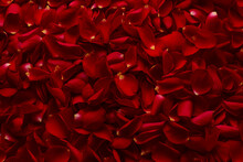 Abstract Background Of Red Roses Petals Texture. Cover For Book