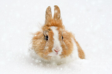 Cute baby rabbit in the snow