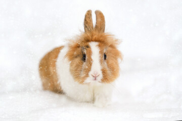 Wall Mural - Cute baby rabbit in the snow