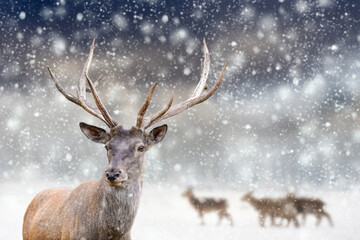 Fototapete - Adult red deer with big beautiful antlers on a snowy field with other deer in the background