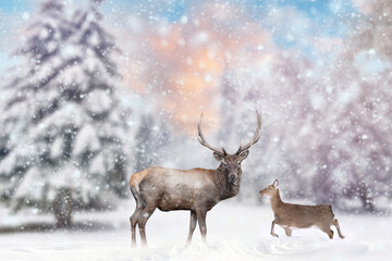 Fototapete - Adult red deer with big beautiful antlers on a snowy field with other female deer in the magic forest background
