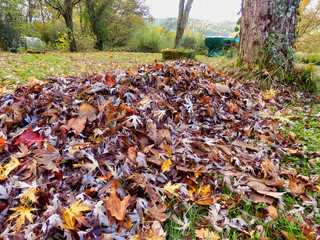 Wall Mural - Pile of autumn leaves from raking the lawn
