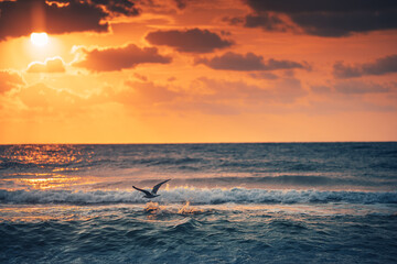 Wall Mural - flying seagull over the blue sea waves and lonely beach