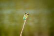 common kingfisher or Alcedo atthis small colorful bird portrait with natural green background perched on branch at keoladeo national park bharatpur bird sanctuary rajasthan india asia