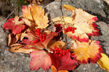 Poster - viburnum berries and colorful leaves