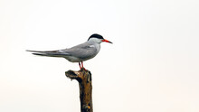 A Common Tern In The Danube Delta Of Romania	