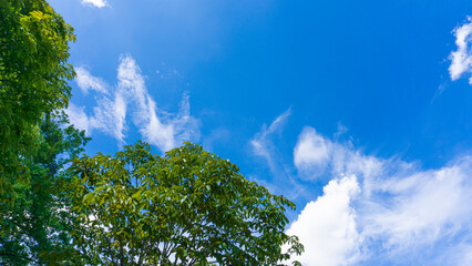 Wall Mural - 青空と雲の風景