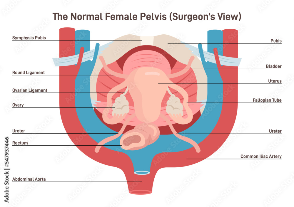 Vector de Stock Anatomy of female internal organs. Female pelvis ...