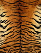 Tiger texture