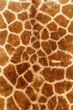 giraffe Texture