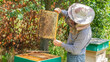 A beekeeper examines a frame with honey from a beehive