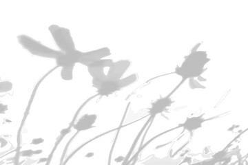 Wall Mural - Summer background from the shadow of a sprig of field grass on a white wall. White and black for photo or mockup