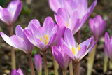 Fototapeta Kwiaty - pretty purple flowers of the crocus 