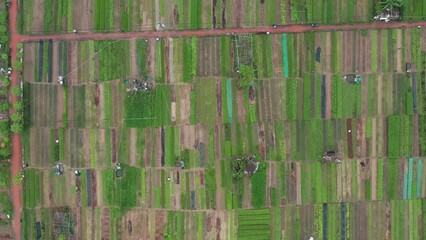 Wall Mural - AERIAL VIEW OF TRA QUE VILLAGE IN WORLD HERITAGE LISTED HOI AN, VIETNAM