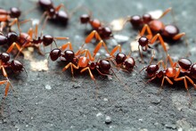 Family Of Brown And Red Ants Sitting On Dark Gray Stones