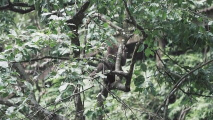 Poster - Slow-motion footage of a monkey sitting on a wooden tree branch in a forest in daylight