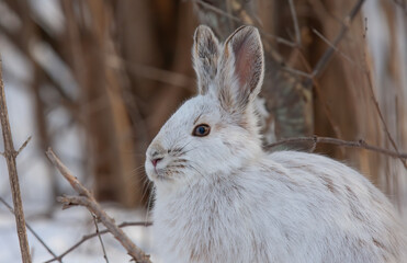 Canvas Print - White Snowshoe hare sitting in the snow in winter in Canada