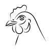 Kura ilustracja chicken hen illustration
