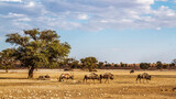 Fototapeta Sawanna - Wildlife scenery with blue wildebeest and african oryx in Kgalagadi transfrontier park, South Africa