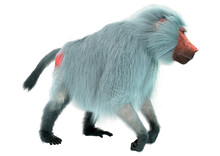 3D Rendering Baboon On White