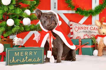 Wall Mural - Cute young French Bulldog wearing red Christmas Santa cape in front of seasonal decoration