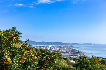 Wall Mural - Odawara city seen from the mandarin orange field.