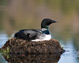 Common Loon Photo Stock. Loon Nest Image. Nesting with marsh grasses, mud and water by the lakeshore in its environment and habitat, black and white feather plumage, with a blur background. 