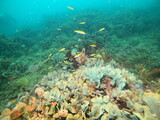 Fototapeta Do akwarium - coral reef scuba diving underwater world