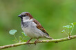 Male House Sparrow close up on a branch green background
