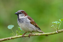 Male House Sparrow Close Up On A Branch Green Background