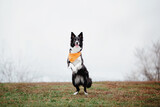 Fototapeta Psy - Cute Border collie dog breed on a Foggy Autumn Morning. Dog training. Fast dog outdoor. Pet in the park.