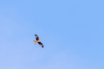 Poster - Red kite flying in the sky