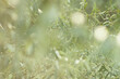 Elaeagnus angustifolia close-up