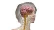 3D Rendered Medical Illustration of Female Anatomy - The nervous system