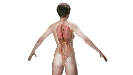 Wall Mural - 3D Rendered Medical Illustration of Female Anatomy - Internal Organs.