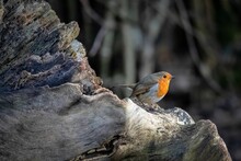 Closeup Of A Robin Redbreast Bird On A Wooden Surface On A Sunny Day