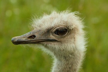 Closeup of an Arabian ostrich (Struthio camelus syriacus) face