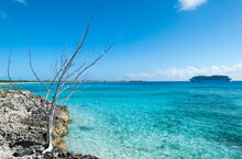 Half Moon Cay Island Coastline Dry Tree And A Cruise Ship